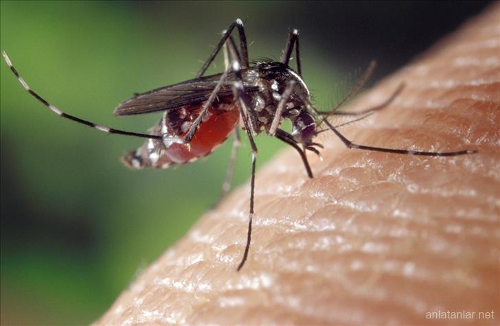 Sivrisineğin Koku Alma Hissiyatı İle Kanser Algılayıcısı Geliştirildi