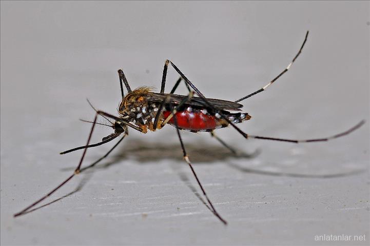 Sivrisinek İstilası, Korona Belası